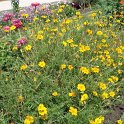Tagetes patula 'Ground Control'